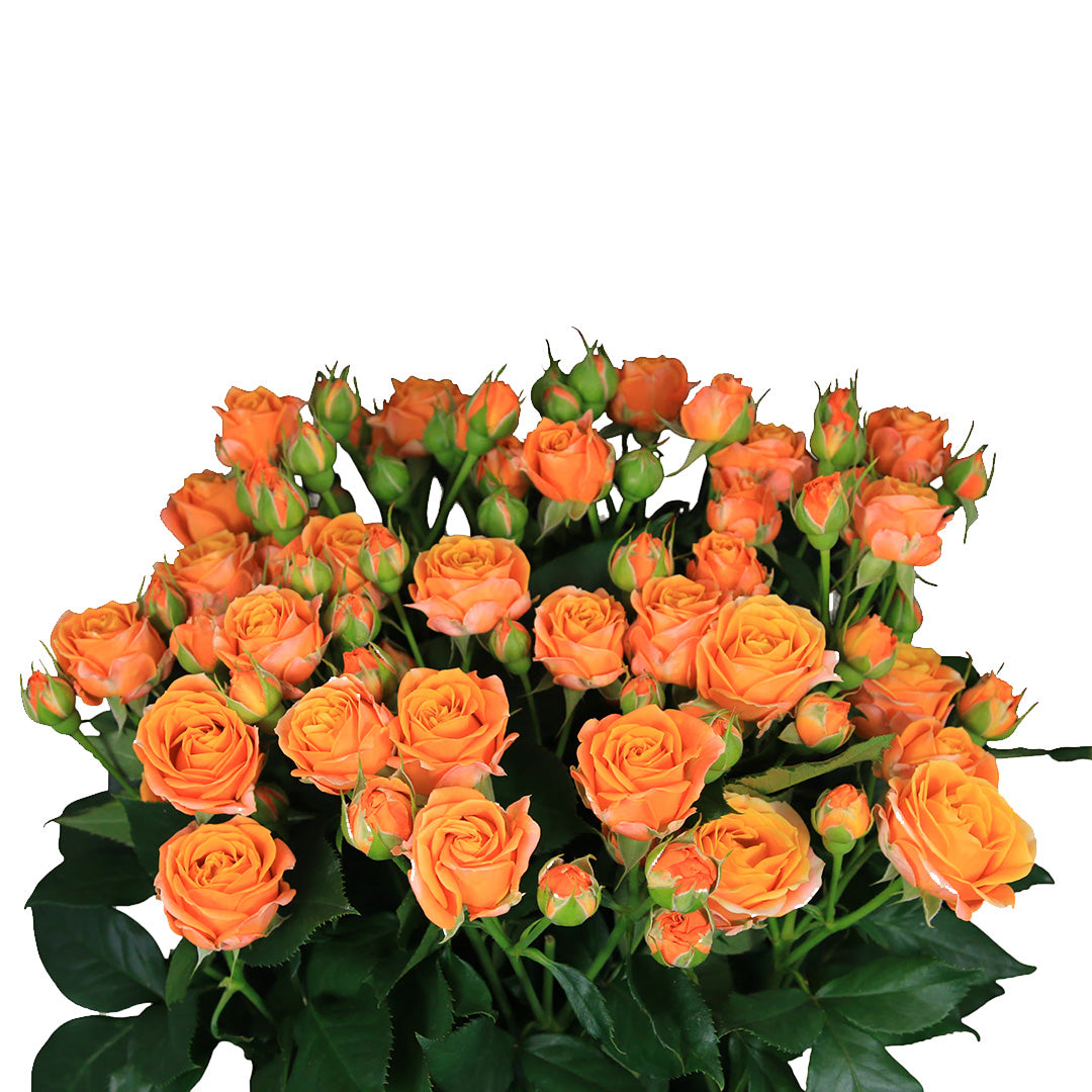 Coral Bubbles Spray Gül (10 adet)