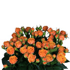 Coral Bubbles Spray Gül (10 adet)