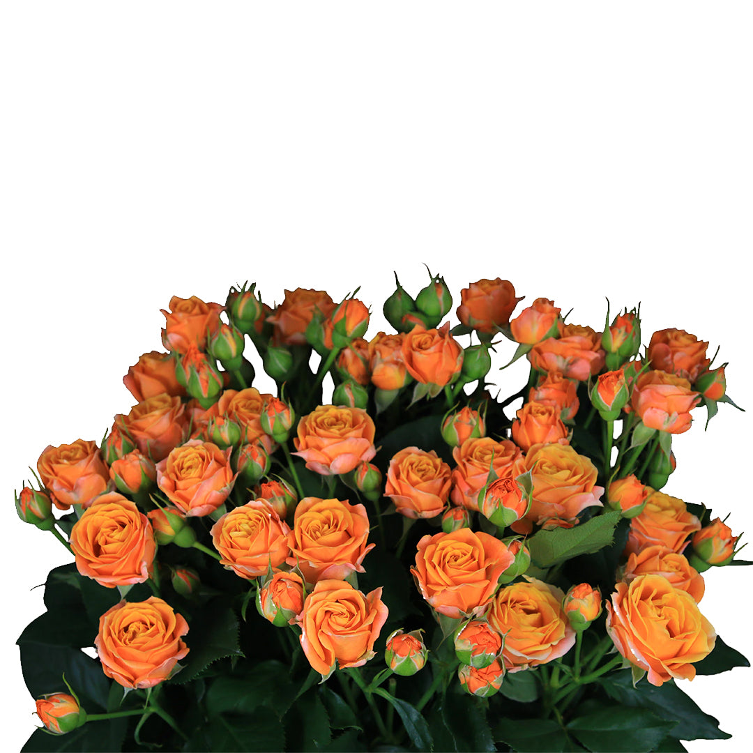 Coral Bubbles Spray Gül (10 adet)
