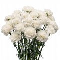 Beyaz Karanfil (20 adet)