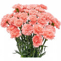 Pembe Karanfil (20 adet)