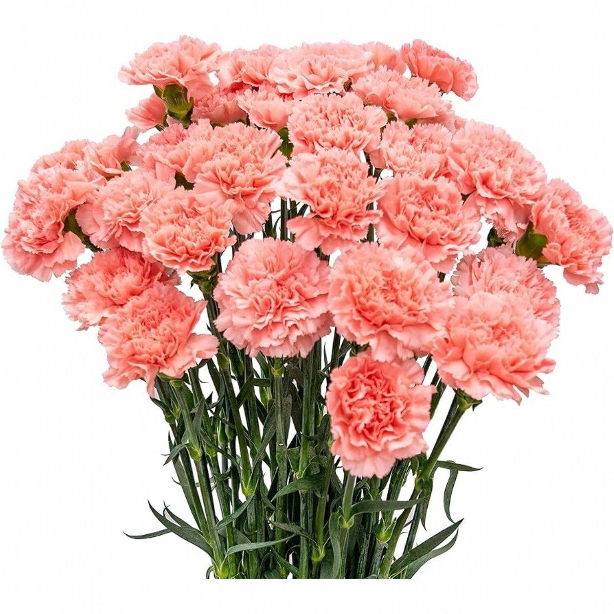 Pembe Karanfil (20 adet)