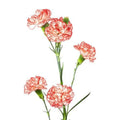 Beyaz-Pembe Sprey Karanfil (20 adet)