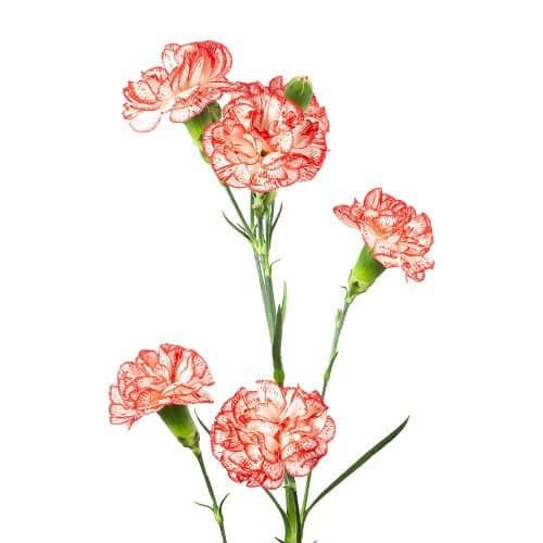 Beyaz-Pembe Sprey Karanfil (20 adet)