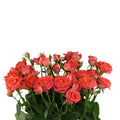 C-18-2025-024 Spray Gül (10 adet)