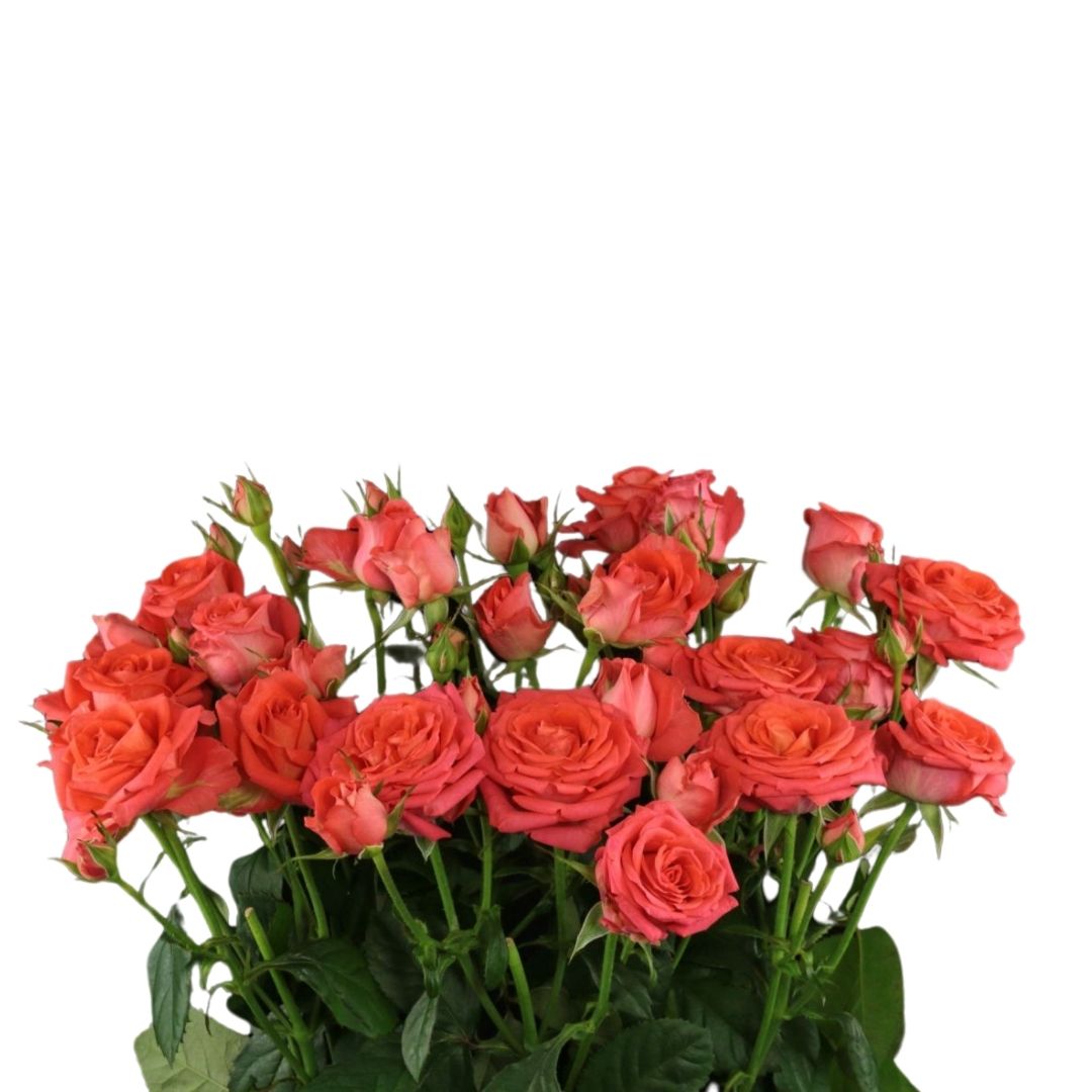 C-18-2025-024 Spray Gül (10 adet)