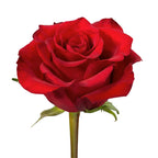 Ever Red Gül (10 adet)