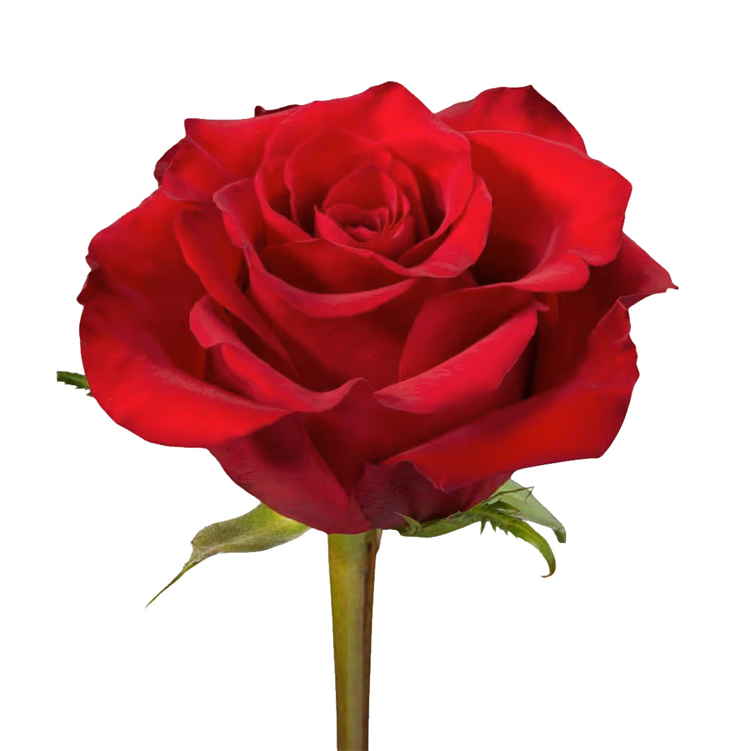 Ever Red Gül (10 adet)