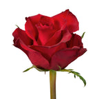 Ever Red Gül (10 adet)