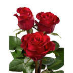 Ever Red Gül (10 adet)