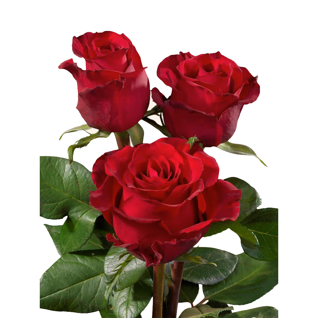 Ever Red Gül (10 adet)