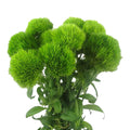 Green Trick (10 adet)