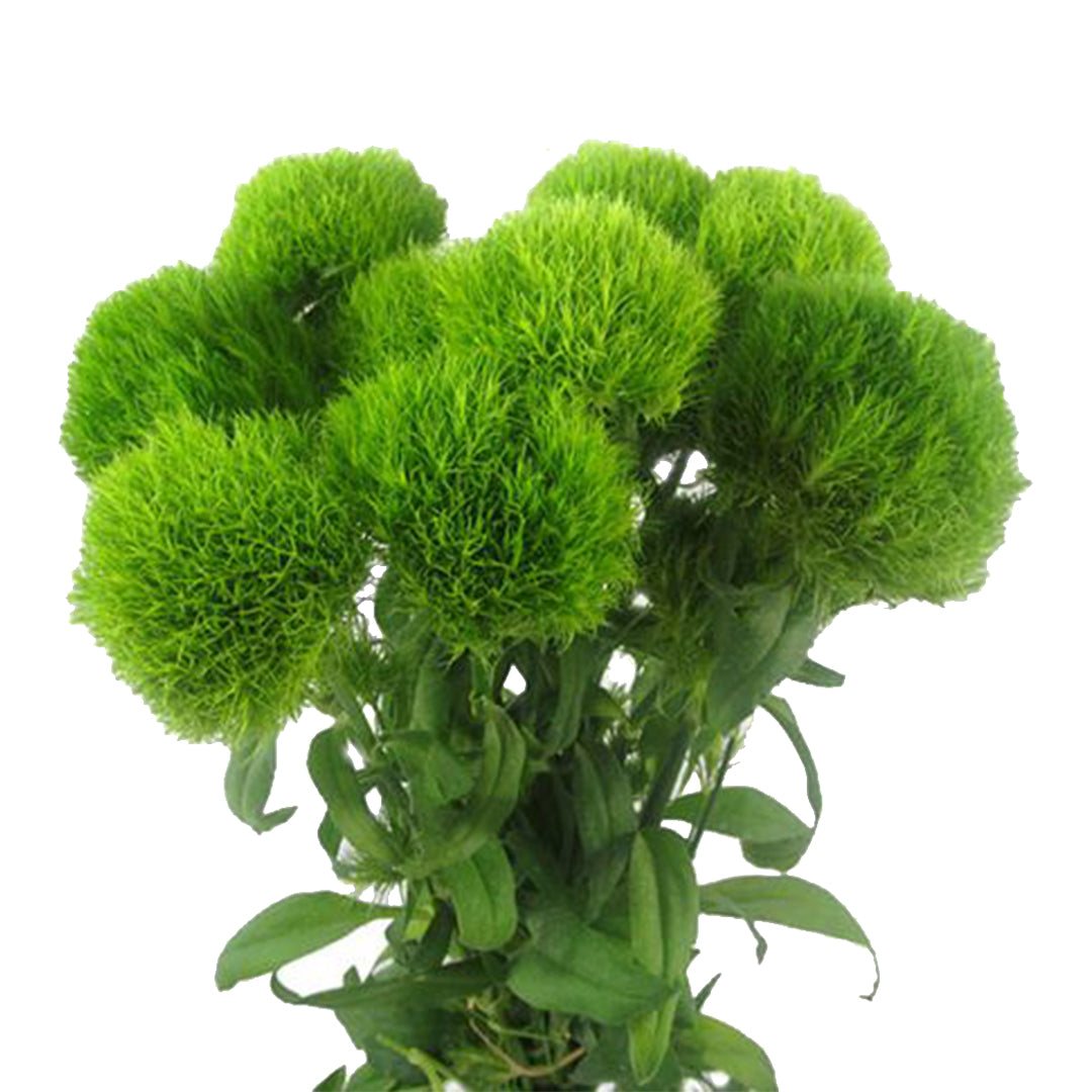 Green Trick (10 adet)