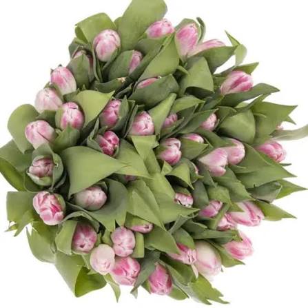 Pembe Lale (1 adet)