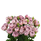 Lavender Bubbles Spray Gül (10 adet)