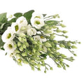 Beyaz Lisyantus (10 adet)