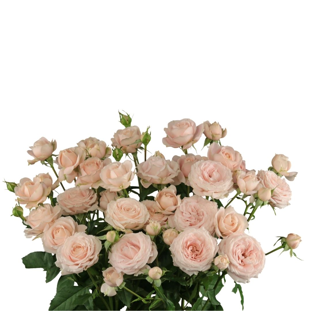 Peach Dimension Spray Gül (10 adet)