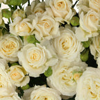 Pearl Dimension Spray Gül (10 adet)