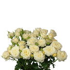 Pearl Dimension Spray Gül (10 adet)