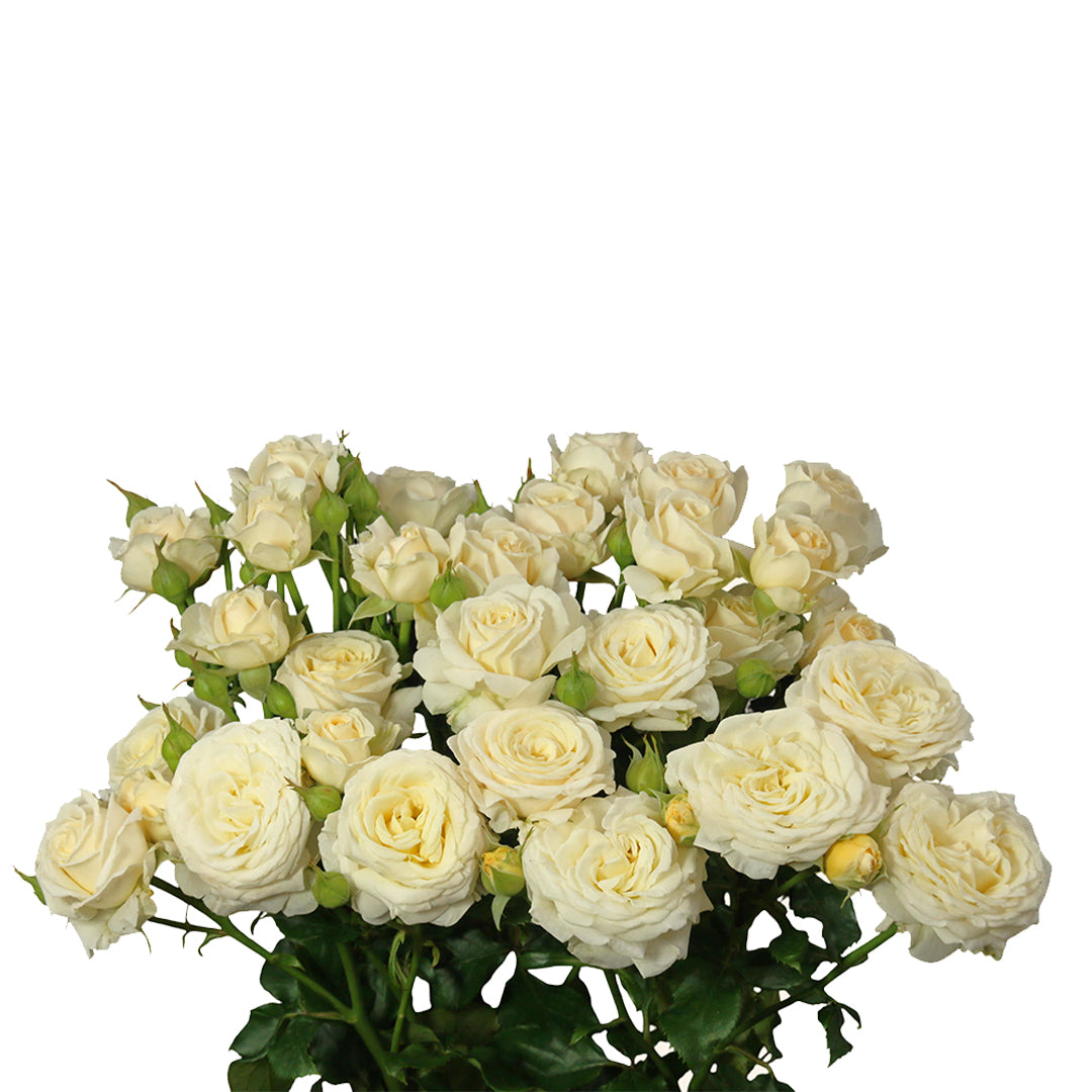 Pearl Dimension Spray Gül (10 adet)