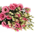 Pembe Lisyantus (10 adet)