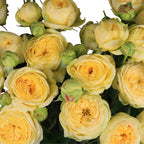 Peony Bubbles Spray Gül (10 adet)