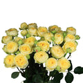 Peony Bubbles Spray Gül (10 adet)