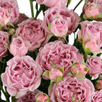 Perfumed Bubbles Spray Gül (10 adet)