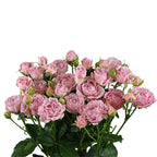 Perfumed Bubbles Spray Gül (10 adet)