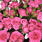 Pink Dimension Spray Gül (10 adet)