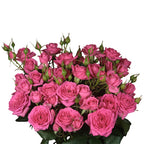 Pink Dimension Spray Gül (10 adet)