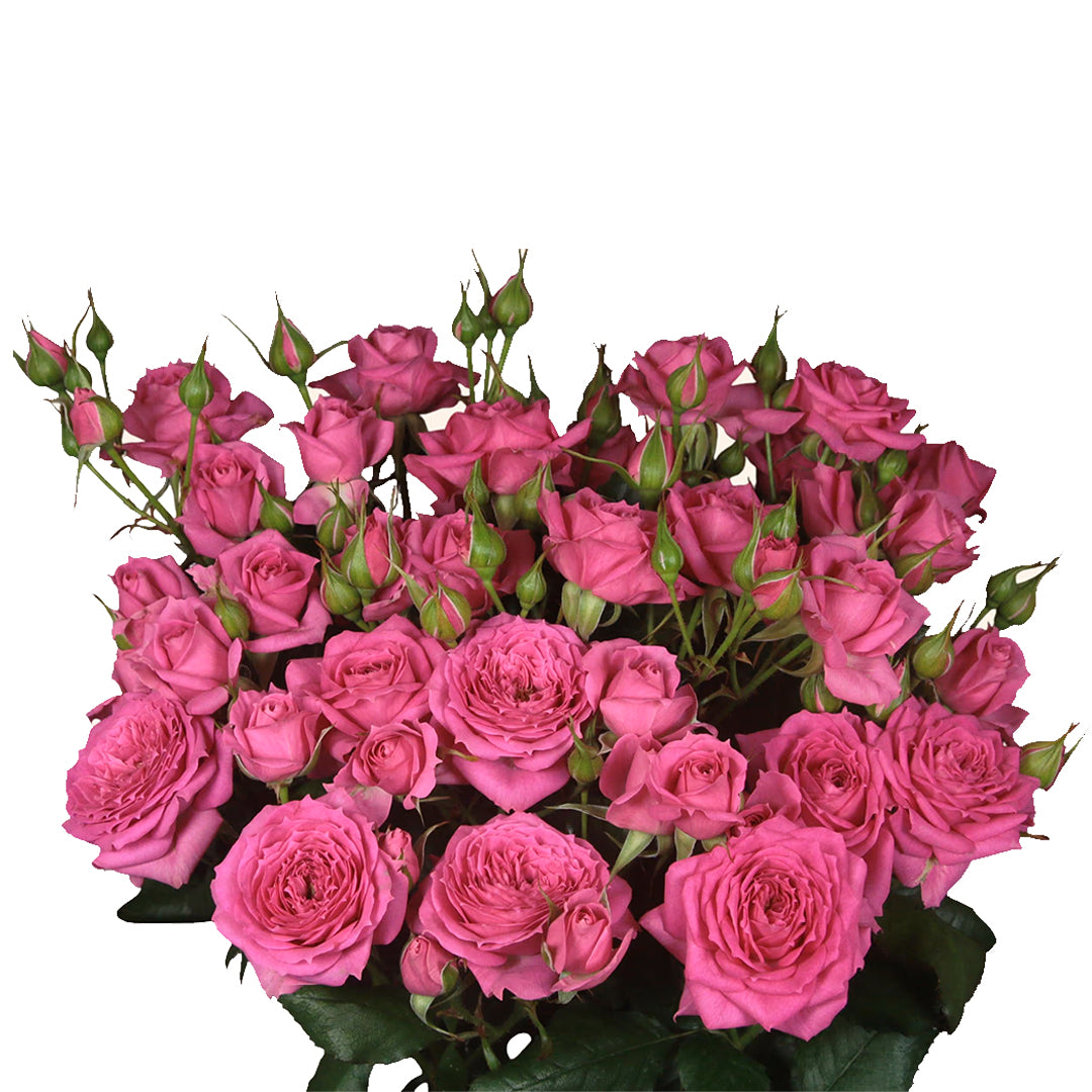 Pink Dimension Spray Gül (10 adet)