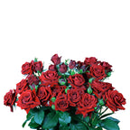 Red Dimension Spray Gül (10 adet)