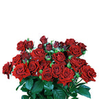 Red Dimension Spray Gül (10 adet)