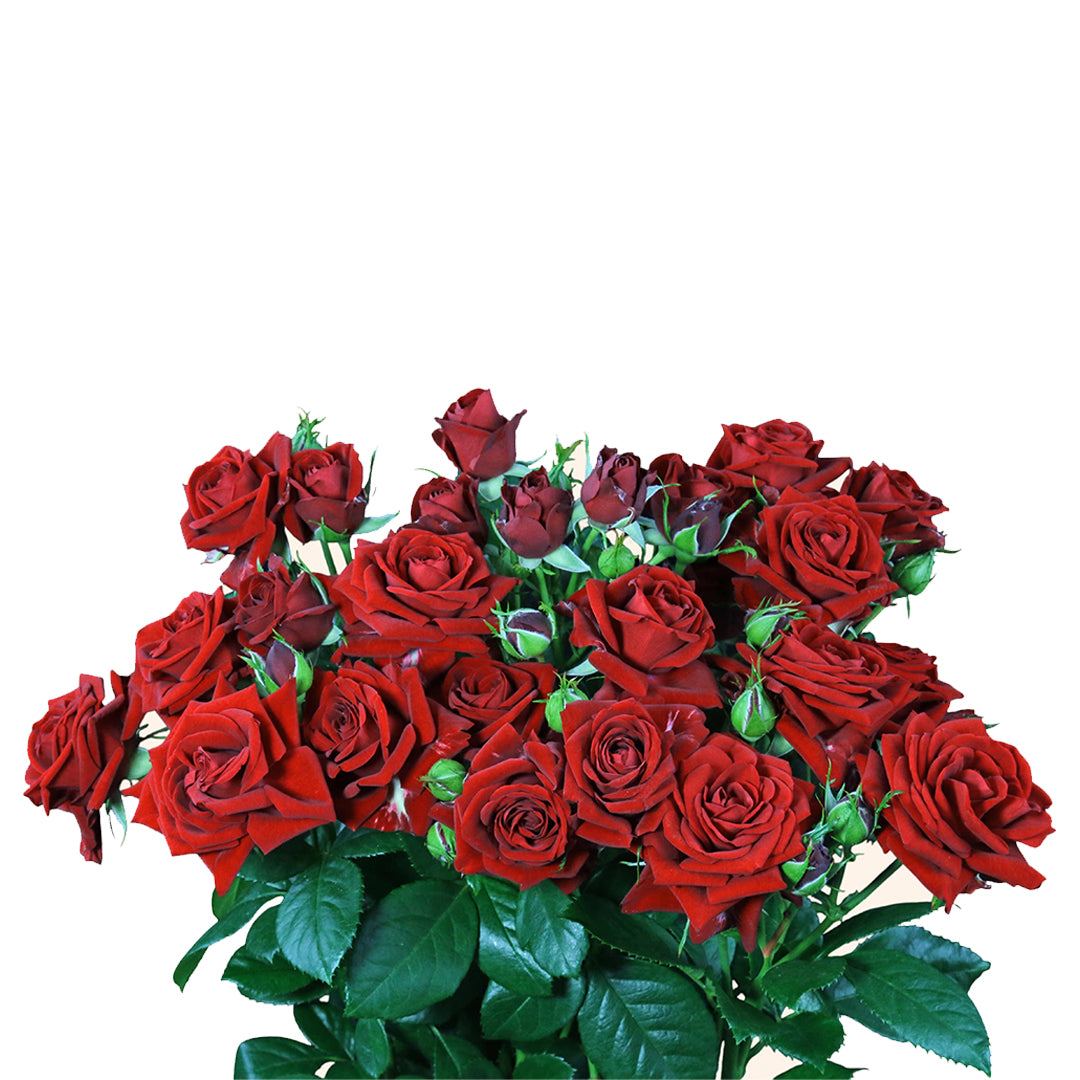 Red Dimension Spray Gül (10 adet)