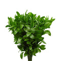 Ruskus  (10 adet)