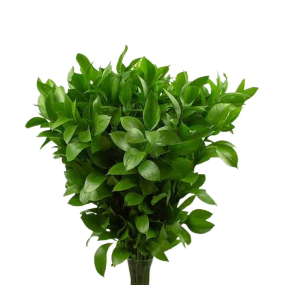 Ruskus  (10 adet)