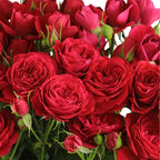 Scarlet Dimension Spray Gül (10 adet)