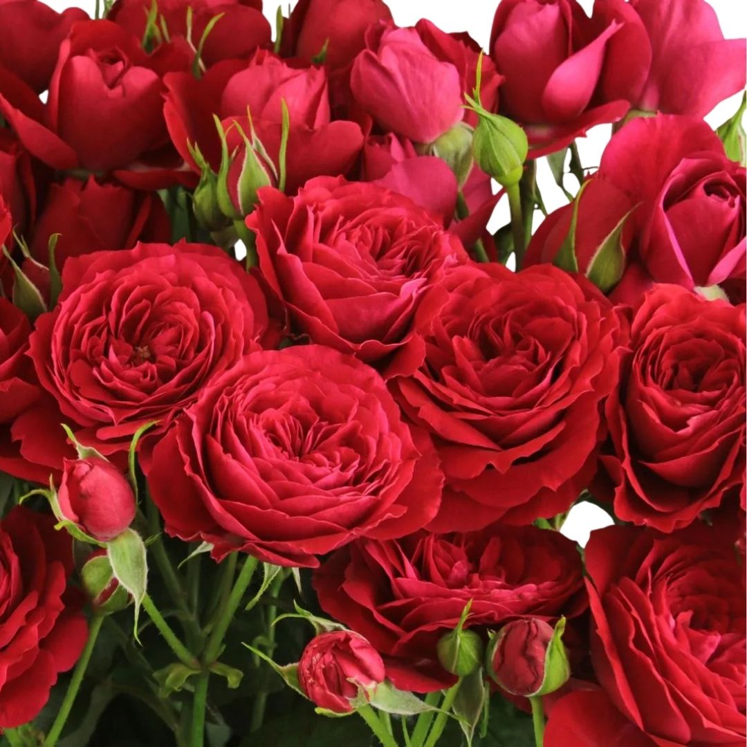 Scarlet Dimension Spray Gül (10 adet)