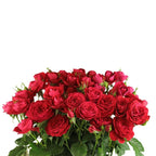 Scarlet Dimension Spray Gül (10 adet)