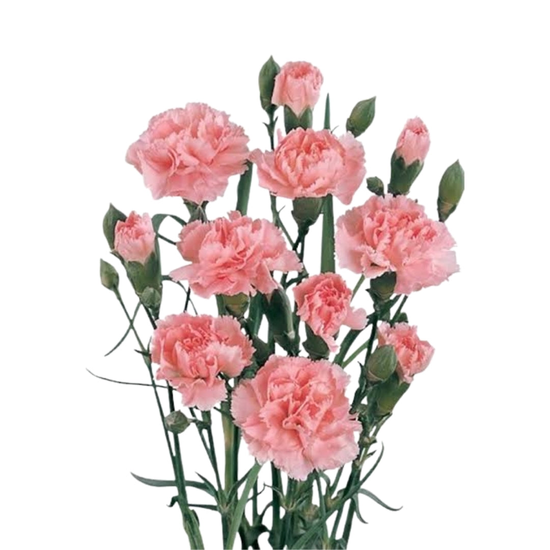 Pembe Sprey Karanfil (20 adet)