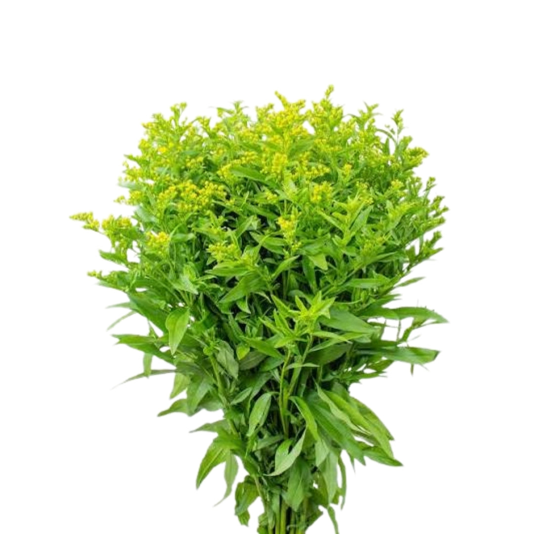 Solidago (15 adet)