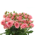 Special Dimension Spray Gül (10 adet)