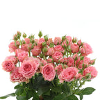 Special Dimension Spray Gül (10 adet)