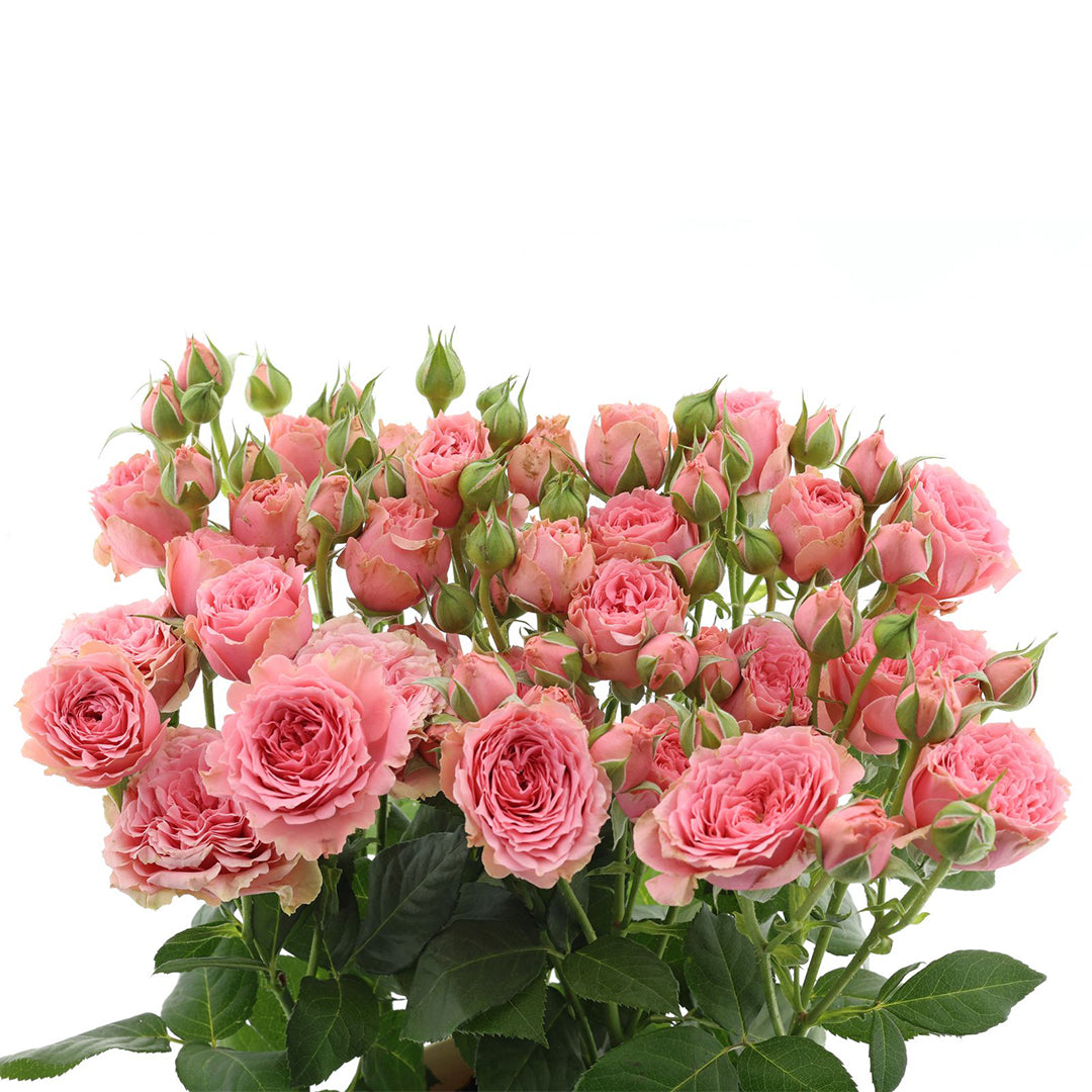 Special Dimension Spray Gül (10 adet)
