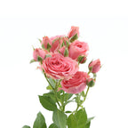 Special Dimension Spray Gül (10 adet)
