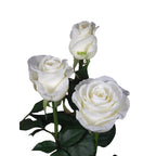 White Charming Gül (10 adet)
