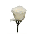 White Charming Gül (10 adet)