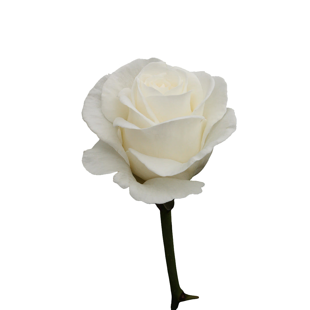 White Charming Gül (10 adet)